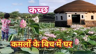 A story of temple around lotus flower in Kutch Village Gujarat गज़ब कहानी