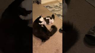 CAT BATTLE. #cats #kitten #kitty #kittencare #catvideos #catshorts #catlovers #kittenvideos