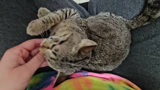 Shelter Kitten Minnow Growls into the Void & The Void Does Not Growl Back [REAL]