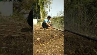 Removed weeds and watered with garlic #nature #farming #garlic #shorts