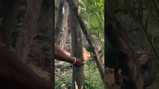 বাড়ির মিষ্টি কুমড়ো #villstylee #farming #viral