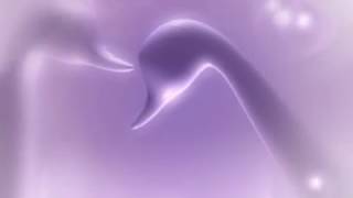 Two swans in love isolated on purple background