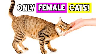 20 Super Weird Things Only FEMALE Cats Do and Why (Some She Does Just for You!)