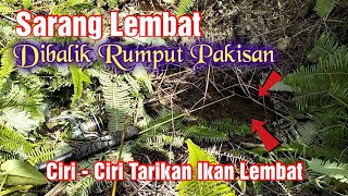 Sarang Lembat di balik Rumput Pakisan #mancinglembat