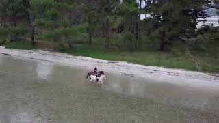 Running horses with the drone