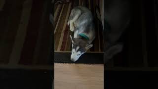 Max is sleeping #pets #maxthehusky #sleepydog #doglover #furscotgamer #furscots