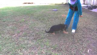 VomWeiland German shepherd puppies for sale Kellan Nov 2.AVI