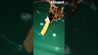 Cockroach Lays Egg Under Pressure #respect #animal #tiktok #insect #power #youtubeshorts