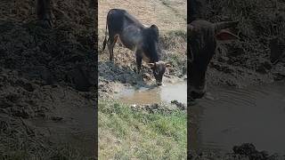 ⚡ सांड पानी पी रहा 🥵 है। ये कैसा लग रहा है बताएं। #youtubeshorts #animal #bull #shorts ⚡⛈️