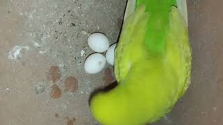 1st time laying an eggs budgrie || Australia parrot is so cute