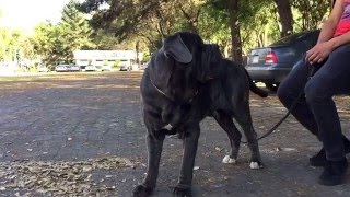 Neapolitan Mastiff don Cruzito 16 months