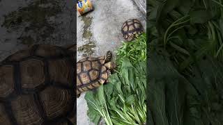 Kedua kura sulcata yang saya miliki ini saya rawat dari kecil part 17 #shorts #animals