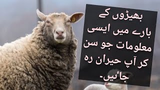 Sheeps Can Recognize Human Face Informative Video