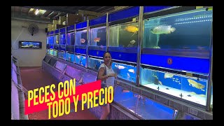 LOS PECES MAS CAROS Y EXÓTICOS DE ASIA ESTAN EN ESTE MERCADITO EN MALASIA😱🐟🐠🐡