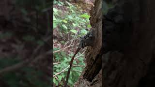 Barbed wire going through a tree #woods