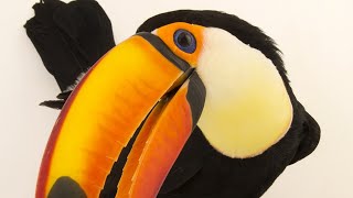 Toucan bird sounds and Pictures.