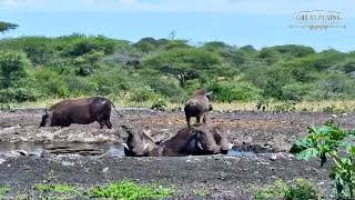 Giraffes Join Bathing Warthogs | Great Plains Conservation