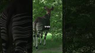 5 faits incroyables sur l'Okapi!