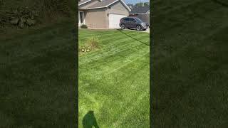 Getting There On This Lawn #lawn #lawncare #fertilizer #shorts