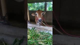 Ternak Sapi #funny #sapi #hewan #animals #masukberanda #youtubeshort #feedshorts #viralshorts #fyp