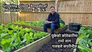 Rayo saag | रायो साग | Growing Giant Broadleaf Mustard Greens | Nepali Family UK Vlog | Gardening