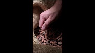 Eating Cocoa Beans for first time