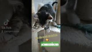 Kätzchen #empir #capcut #fy #spaß #viral #cute #kitten #katze