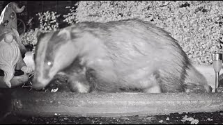 Badger Destruction and Birbman Reconstruction of the Ground Feeder!