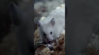 Tingkah laku Hamster #hamsterbabies #shorts #shortvideo