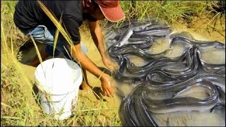 How To Find Eels At Paillin Province -Catching eel by hand - Catching eel at cambodia(part 134)