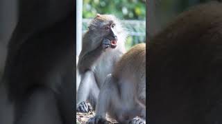 WildLife 32 #shorts Monkeys enjoy nuts dropping from tree