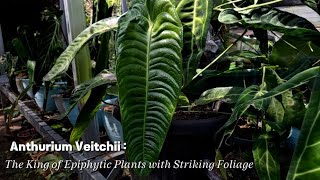 Anthurium veitchii, The King of Epiphytic Plants with Striking Foliage #AnthuriumVeitchii