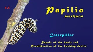 Pap. machaon caterpillar silk fleece reparation and hooking device sec. calibration, 4K trilingual