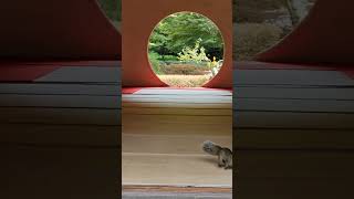 Squirrel photo-bombed at Meigetsu-in, Kamakura. 2022