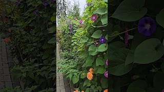 Morning glory plants grown from seeds, finally in full bloom, covering the entire fence 🙌