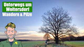 Unterwegs um Woltersdorf, Natur und Pilze im November incl. Pilzeskalation