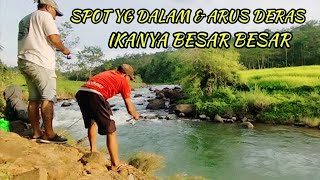 KEMARAU DUA HARI IKANYA KELUAR SEMUA ll HAMPIR NGGAK MUAT TEMPAT IKANYA