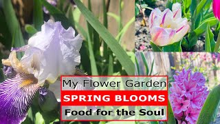 Spring Blooms | My Flower Garden | In Out & About Channel #tulips #iris #flowers #hyacinth #azalea