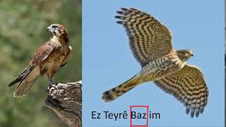 Baz, Şahîn- Hawk-باز -Şahîn- Kurmancî-English -SoranÎ -Tirkî #ZanîngehaFeqîyêTeyran