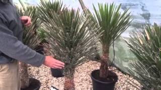 Yucca Filifera – An Elegant Architectural Plant