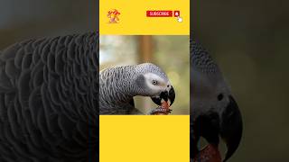 What is eating parrot?#bird #shortsfeed #birdslover #birds #youtubeshorts #pet #viral