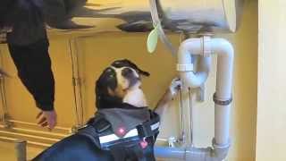 Detection dog training - del 2 - Isone