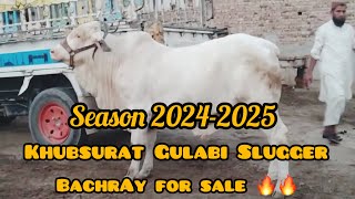 New Entries of Ibrahim Ismail Cattle | For Sale | Season 2024/25 | High Quality | All About Animals