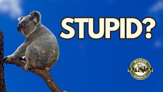 Are Koalas REALLY That Stupid? 🐨 I Don't Think So!