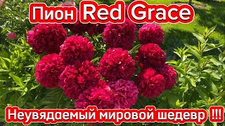 Пион Red Grace, неувядаемый мировой шедевр