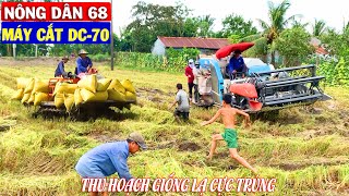 Xem Máy Cắt KUBOTA DC-70 Thu Hoạch Giống Lúa Lạ Cực Trúng Mùa Vụ | Đất Quá Lúng Khó Chạy