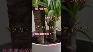 冬に育てやすい植物３選