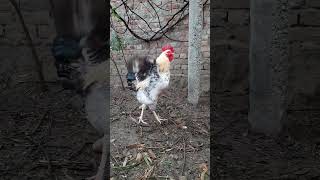 Rooster Flying 🐓 🐔  viral Shorts video HD