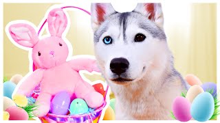 HUSKY Gets Angry at EASTER Bunny! (She seeks out revenge!)