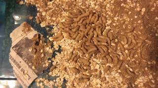 How to breed mealworms for Rango part 2